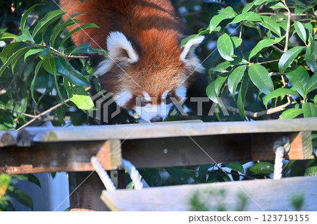 Lesser panda 123719155
