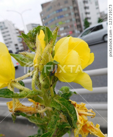 瓢蟲幼蟲和月見草 瓢蟲幼蟲和月見草 123719173