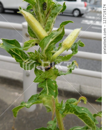 瓢蟲幼蟲和月見草 瓢蟲幼蟲和月見草 123719174