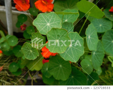 Orange flower nasturtium 123719333