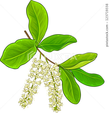 Macadamia Branch with Flowers and Leaves Colored Detailed Illustration. Organic natural nutritional healthy food ingredient, vegetarian diet product. Macadamia Branch with Flowers and Leaves Colored Detailed Illustration. Organic natural nutritional healthy food ingredient, vegetarian diet product. 123719338