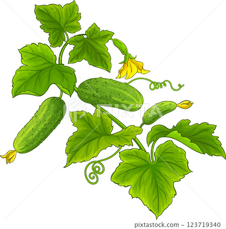 Cucumber Plant with Flowers and Leaves Colored Detailed Illustration. Organic natural nutritional healthy food ingredient, vegetarian diet product 123719340