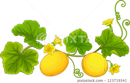 Melon Plant Colored Detailed Illustration Melon Plant Colored Detailed Illustration 123719341