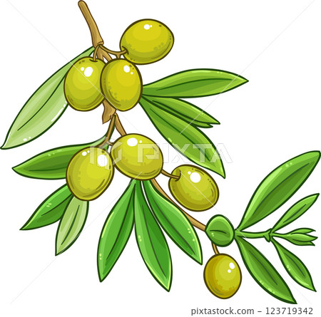 Olive Branch with Berries and Leaves Colored Detailed Illustration. Organic natural nutritional healthy food ingredient, vegetarian diet product. 123719342