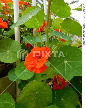 Orange flower nasturtium Orange flower nasturtium 123719344