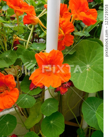 Orange flower nasturtium 123719358