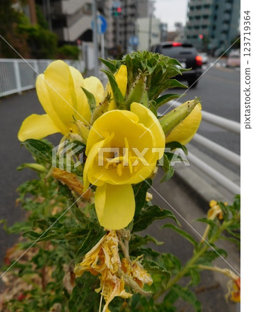 Evening primrose on the roadside Evening primrose on the roadside 123719364