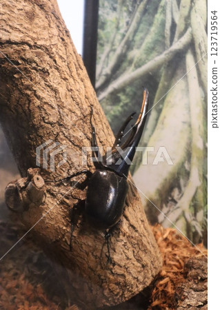 甲蟲雄性,仲夏昆蟲 甲蟲雄性,仲夏昆蟲 123719564