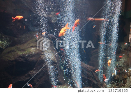 Carp swarming in the water 123719565