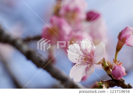 河津櫻花盛開在蔚藍的天空 123719656