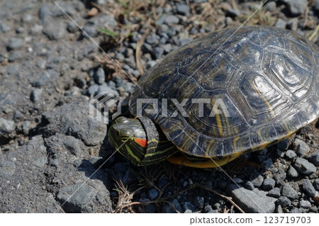 一隻紅耳龜沿著農場道路移動,尋找新的領地 一隻紅耳龜沿著農場道路移動,尋找新的領地 123719703