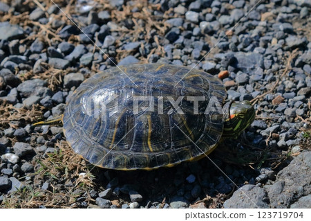 A red-eared slider turtle moves along a farm road in search of new territory 123719704