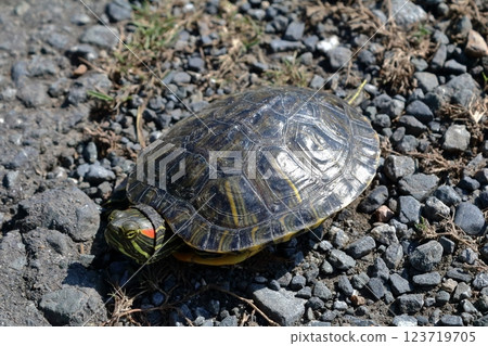 A red-eared slider turtle moves along a farm road in search of new territory A red-eared slider turtle moves along a farm road in search of new territory 123719705