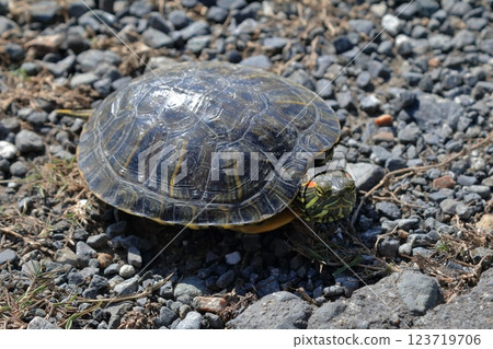 A red-eared slider turtle moves along a farm road in search of new territory A red-eared slider turtle moves along a farm road in search of new territory 123719706