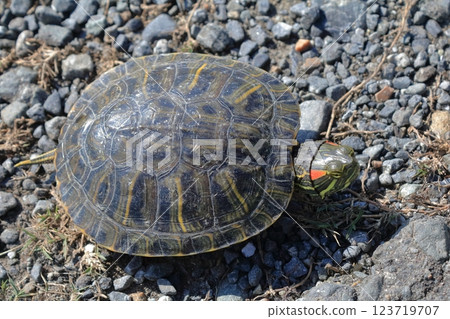 A red-eared slider turtle moves along a farm road in search of new territory A red-eared slider turtle moves along a farm road in search of new territory 123719707