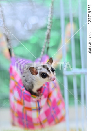 Fukuromomonga Fukuromomonga 123719782