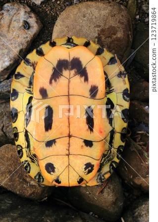 紅耳龜的殼倒過來 紅耳龜的殼倒過來 123719864