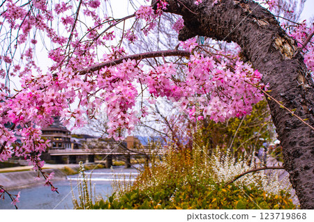 [Kyoto scenery] Kyoto red cherry blossoms blooming near Sanjo on the Kamo River 123719868