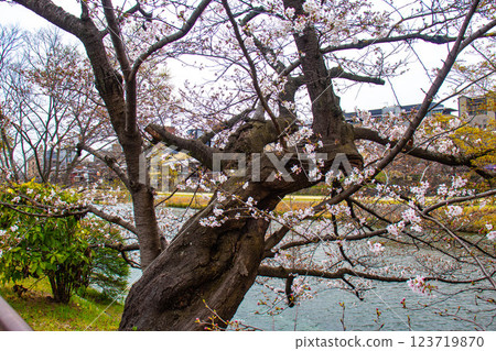 [Kyoto scenery] Kyoto red cherry blossoms blooming near Sanjo on the Kamo River 123719870