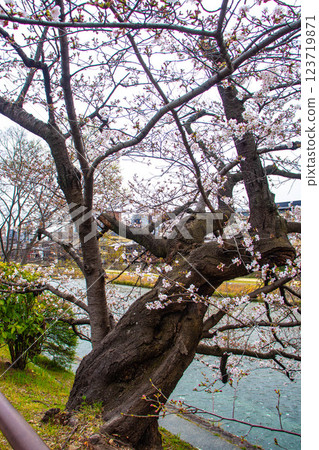 【京都風景】鴨川三條附近盛開的京都紅櫻花 123719871