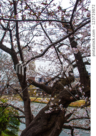 【京都風景】鴨川三條附近盛開的京都紅櫻花 123719872