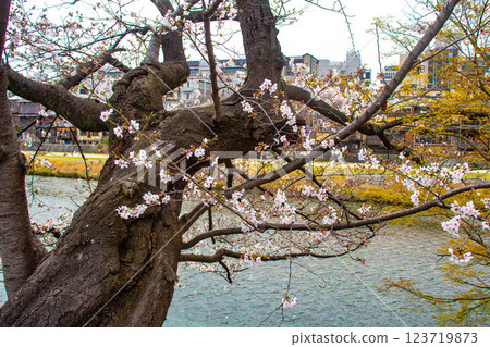 【京都風景】鴨川三條附近盛開的京都紅櫻花 123719873