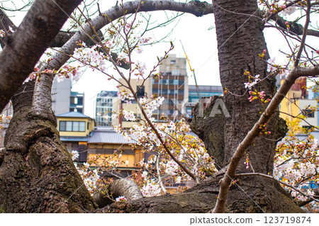 【京都風景】鴨川三條附近盛開的京都紅櫻花 123719874