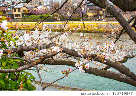 【京都風景】鴨川三條附近盛開的京都紅櫻花 123719877