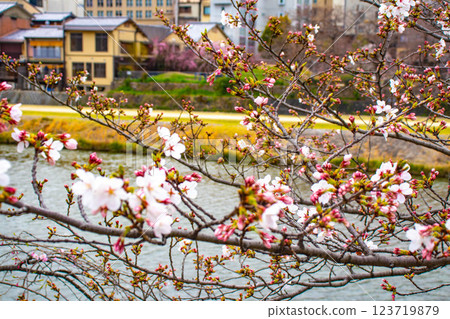 【京都風景】鴨川三條附近盛開的京都紅櫻花 123719879