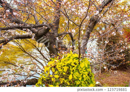 【京都風景】鴨川三條附近盛開的京都紅櫻花 123719881