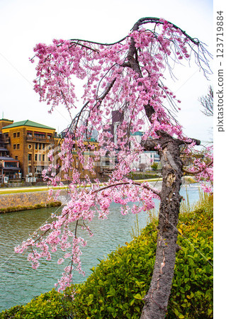 【京都風景】鴨川三條附近盛開的京都紅櫻花 【京都風景】鴨川三條附近盛開的京都紅櫻花 123719884