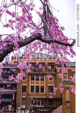 [Kyoto scenery] Kyoto red cherry blossoms blooming near Sanjo on the Kamo River 123719892