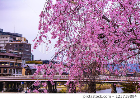 [Kyoto scenery] Kyoto red cherry blossoms blooming near Sanjo on the Kamo River 123719894