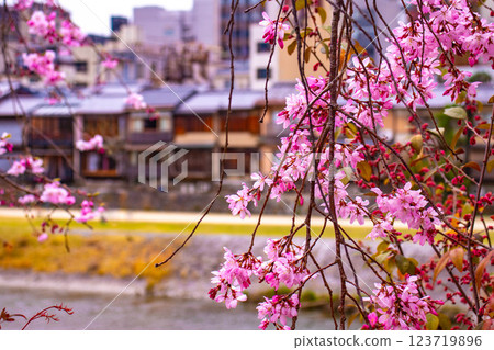 [Kyoto scenery] Kyoto red cherry blossoms blooming near Sanjo on the Kamo River 123719896