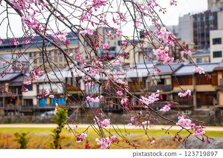 [Kyoto scenery] Kyoto red cherry blossoms blooming near Sanjo on the Kamo River 123719897