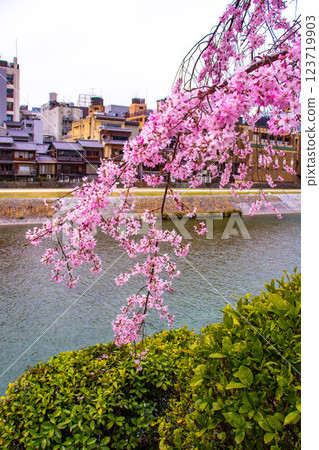 【京都風景】鴨川三條附近盛開的京都紅櫻花 【京都風景】鴨川三條附近盛開的京都紅櫻花 123719903