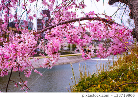 【京都風景】鴨川三條附近盛開的京都紅櫻花 123719906