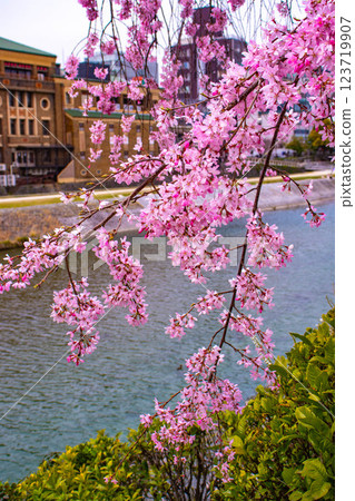 【京都風景】鴨川三條附近盛開的京都紅櫻花 123719907