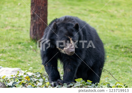 Spectacled bear (Tremarctos ornatus), known as the South American bear. Jaime Duque Park, Metropolitan Area of Bogota, Colombia. Spectacled bear (Tremarctos ornatus), known as the South American bear. Jaime Duque Park, Metropolitan Area of Bogota, Colombia. 123719913