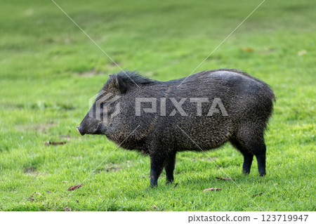 Collared peccary (Dicotyles tajacu), Jaime Duque Park, Metropolitan Area of Bogota, Colombia. 123719947