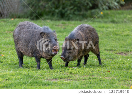 Collared peccary (Dicotyles tajacu), Jaime Duque Park, Metropolitan Area of Bogota, Colombia. Collared peccary (Dicotyles tajacu), Jaime Duque Park, Metropolitan Area of Bogota, Colombia. 123719948
