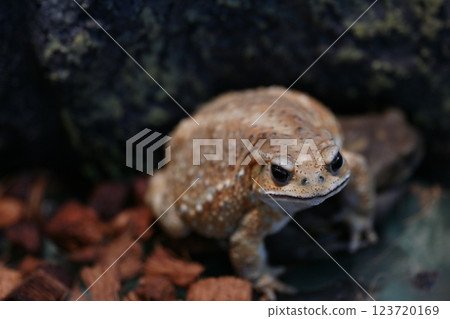 Miyako Toad Miyako Toad 123720169