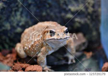 Miyako Toad Miyako Toad 123720170