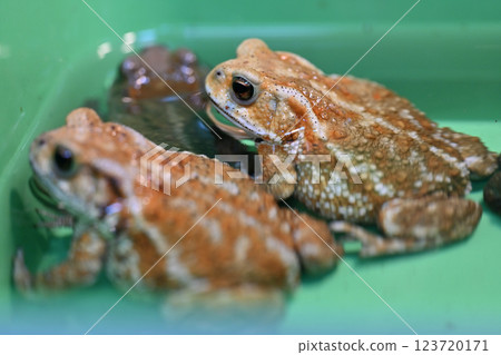 Miyako Toad Miyako Toad 123720171