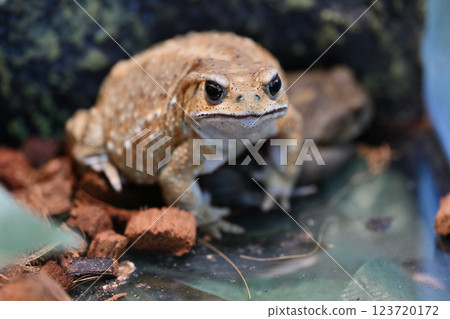 Miyako Toad Miyako Toad 123720172