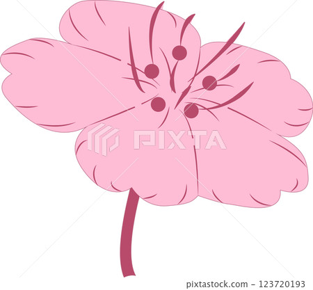 Cherry Blossoms   123720193