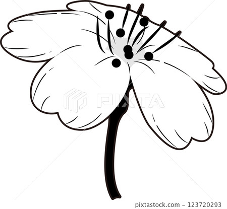 Cherry Blossoms   123720293