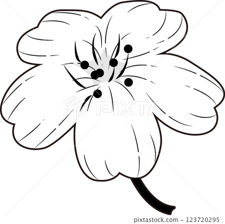 櫻花 123720295