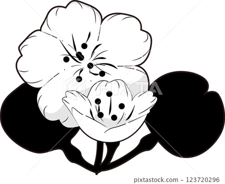 Cherry Blossoms   123720296