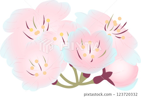 Cherry Blossoms   123720332